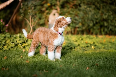 Australian Bernedoodle