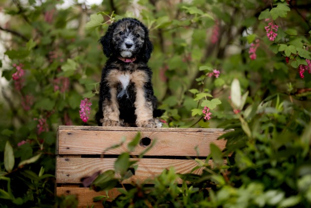 Cooper & Butterfly pup