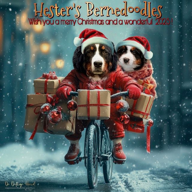 Kerstkaart Hesters Bernedoodles